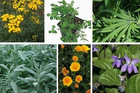 Plante care imbunatatesc functiile cerebrale